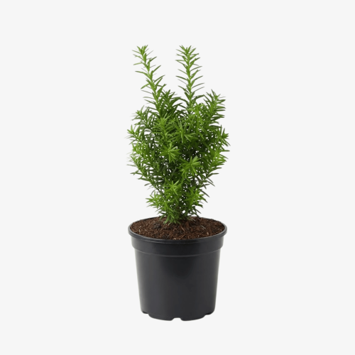 Cis pośredni Hicksii