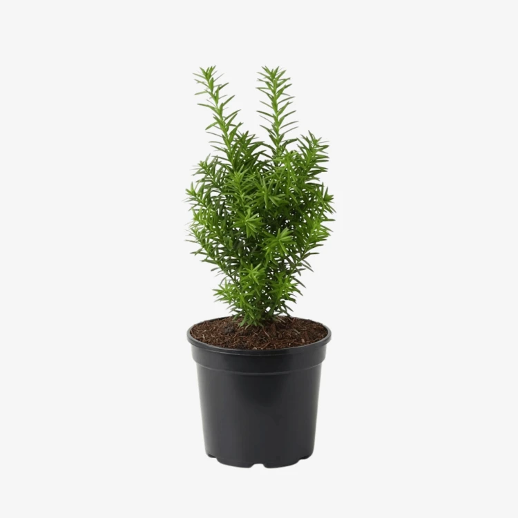 Cis pośredni Hicksii