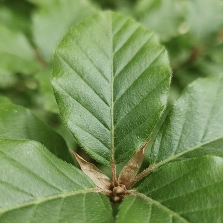 Buk pospolity