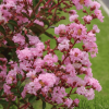 Lagerstroemia Berlingot Menthe - bez indyjski