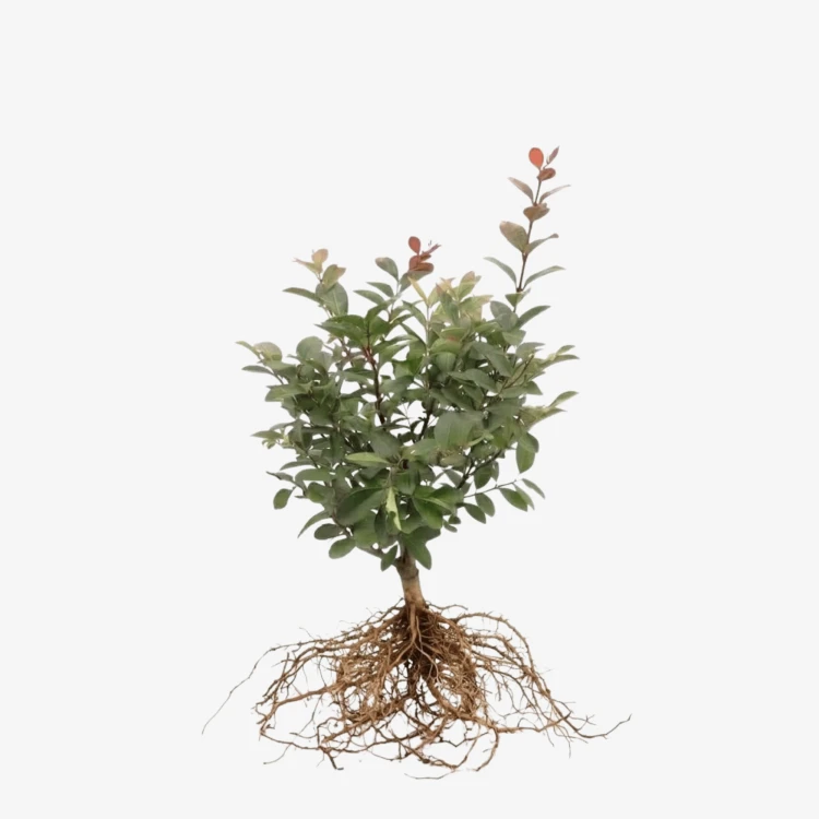 Lagerstroemia Berlingot Menthe - bez indyjski