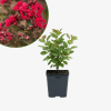Lagerstroemia Dynamite - bez indyjski