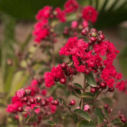 Lagerstroemia Dynamite - bez indyjski