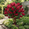 Lagerstroemia Dynamite - bez indyjski