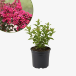 Lagerstroemia Fuchsia - bez indyjski