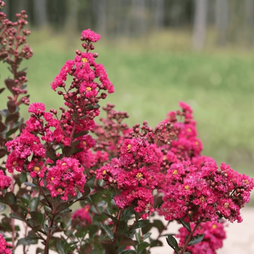 Lagerstroemia Fuchsia - bez indyjski