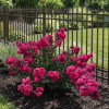 Lagerstroemia Fuchsia - bez indyjski