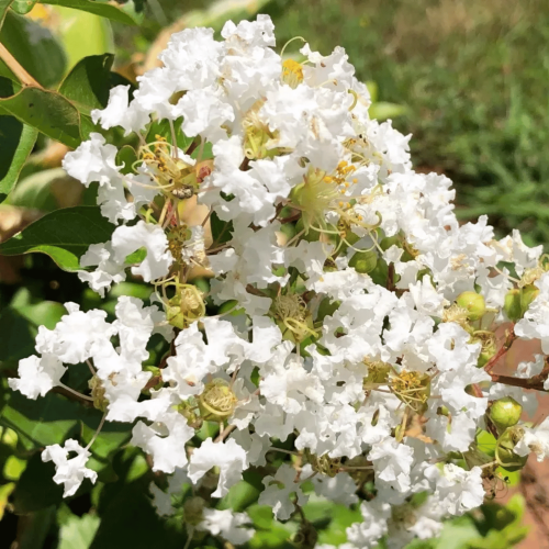 Lagerstroemia Natchez - bez indyjski