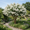Lagerstroemia Natchez - bez indyjski