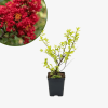 Lagerstroemia Petite Red - bez indyjski
