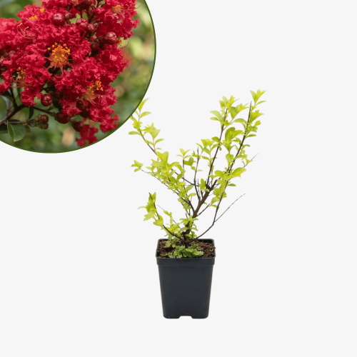 Lagerstroemia Petite Red - bez indyjski