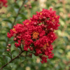 Lagerstroemia Petite Red - bez indyjski