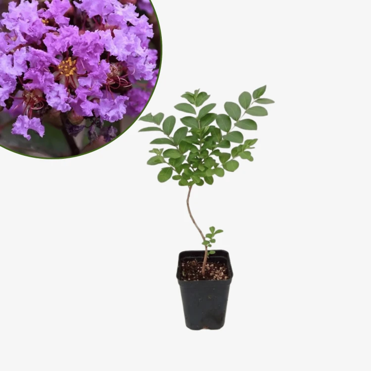 Lagerstroemia Petite Orchid - bez indyjski