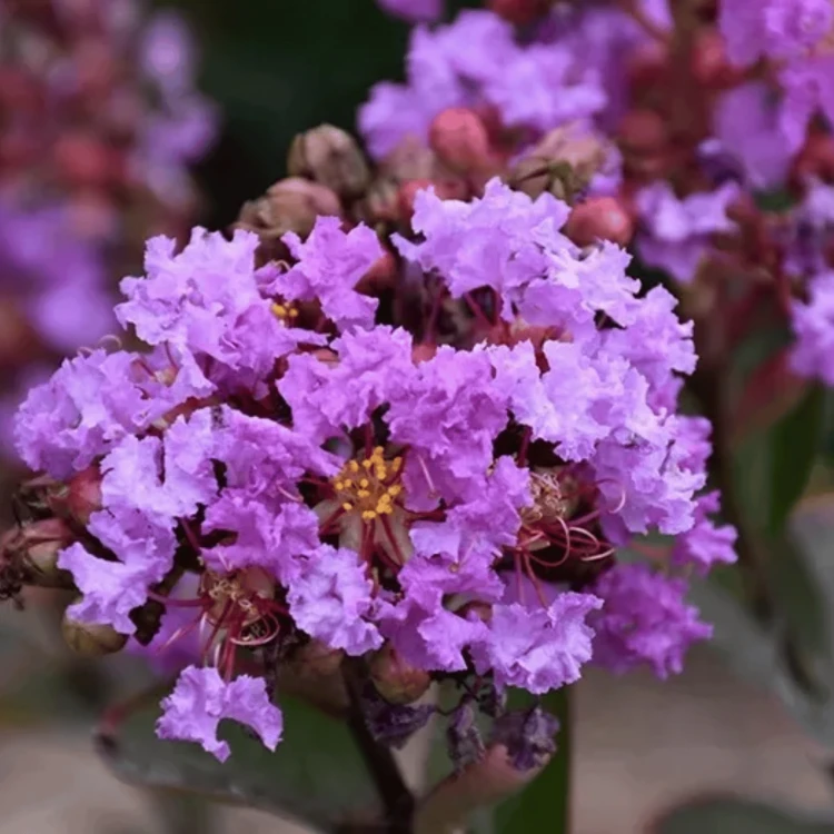 Lagerstroemia Petite Orchid - bez indyjski