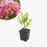 Lagerstroemia Pink - bez indyjski
