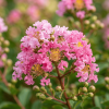 Lagerstroemia Pink - bez indyjski
