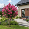 Lagerstroemia Pink - bez indyjski