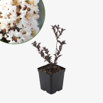 Lagerstroemia Pure White - bez indyjski