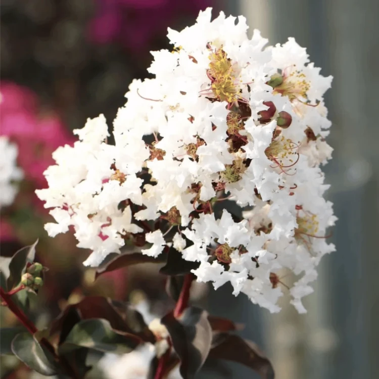 Lagerstroemia Pure White - bez indyjski