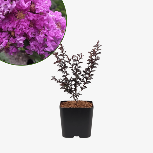 Lagerstroemia Purely Purple - bez indyjski