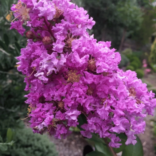 Lagerstroemia Purely Purple - bez indyjski