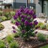 Lagerstroemia Purely Purple - bez indyjski
