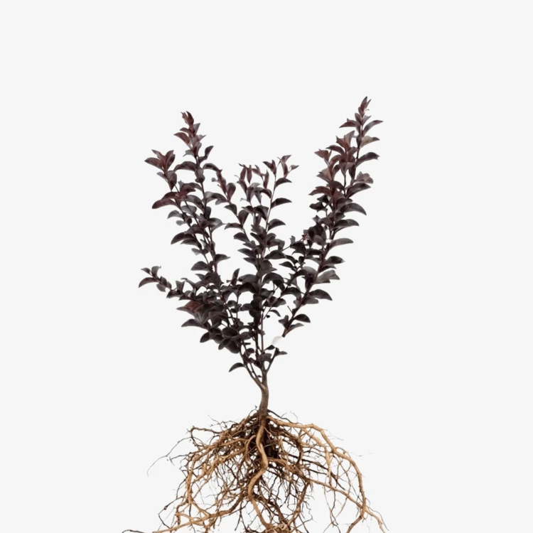 Lagerstroemia Purely Purple - bez indyjski