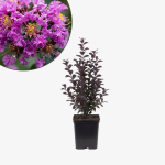 Lagerstroemia Rhapsody in Blue - bez indyjski