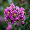 Lagerstroemia Rhapsody in Blue - bez indyjski