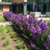 Lagerstroemia Rhapsody in Blue - bez indyjski