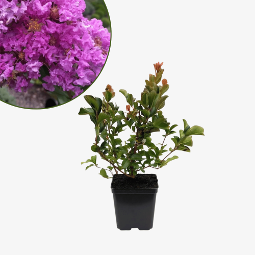Lagerstroemia Rosea Nova - bez indyjski
