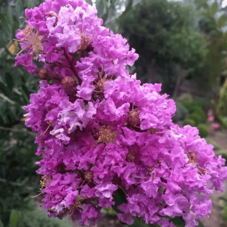 Lagerstroemia Rosea Nova - bez indyjski