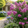 Lagerstroemia Rosea Nova - bez indyjski