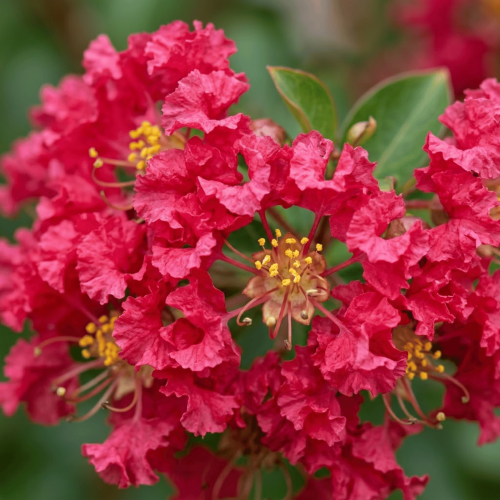 Lagerstroemia Rubra Magnifica - bez indyjski