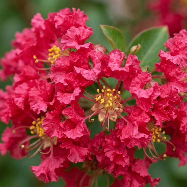 Lagerstroemia Rubra Magnifica - bez indyjski