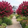 Lagerstroemia Rubra Magnifica - bez indyjski