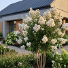 Lagerstroemia Sarah's Favorite - bez indyjski