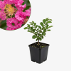 Lagerstroemia Zuni - bez indyjski