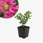 Lagerstroemia Zuni - bez indyjski