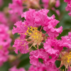 Lagerstroemia Zuni - bez indyjski