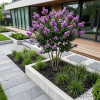 Lagerstroemia Zuni - bez indyjski