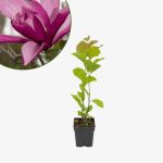 Magnolia Galaxy