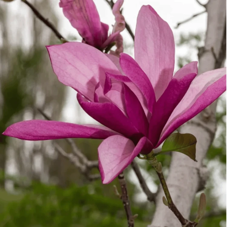 Magnolia Galaxy