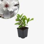 Magnolia Loebnera Merrill