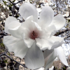 Magnolia Loebnera Merrill