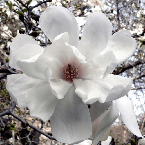 Magnolia Loebnera Merrill
