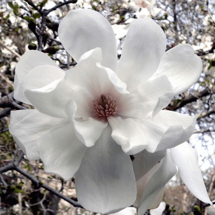 Magnolia Loebnera Merrill