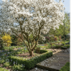 Magnolia Loebnera Merrill