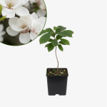 Magnolia Soulange'a Alba Superba
