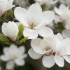 Magnolia Soulange'a Alba Superba